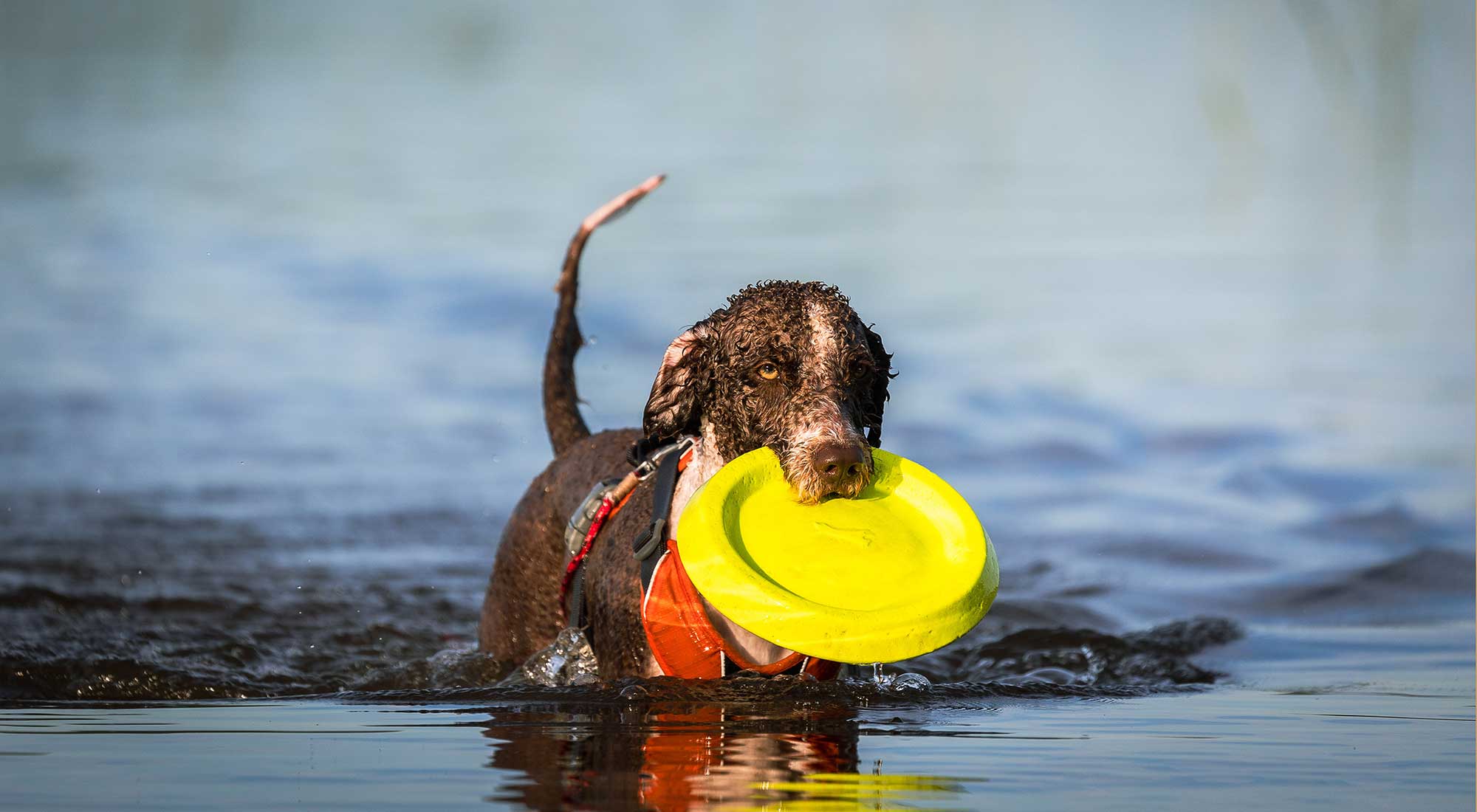 Koele tips voor honden: dé do's en don'ts voor verfrissing op warme dagen