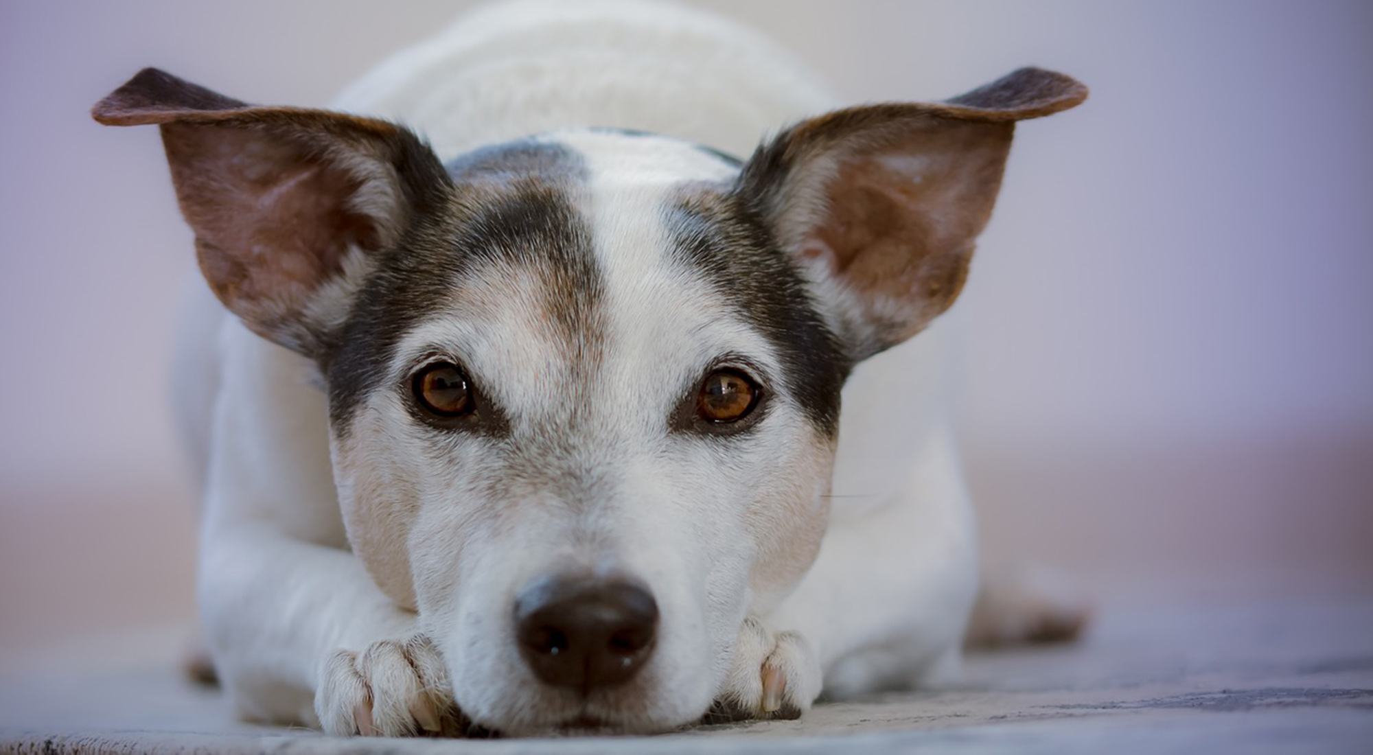 Wat zijn de symptomen van vlooien bij de hond?