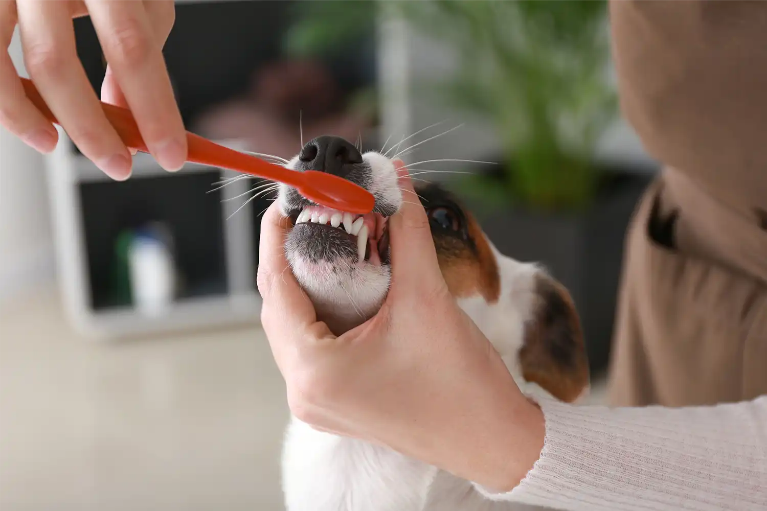 Tanden poetsen bij je hond of kat? Dat meen je niet - of toch?