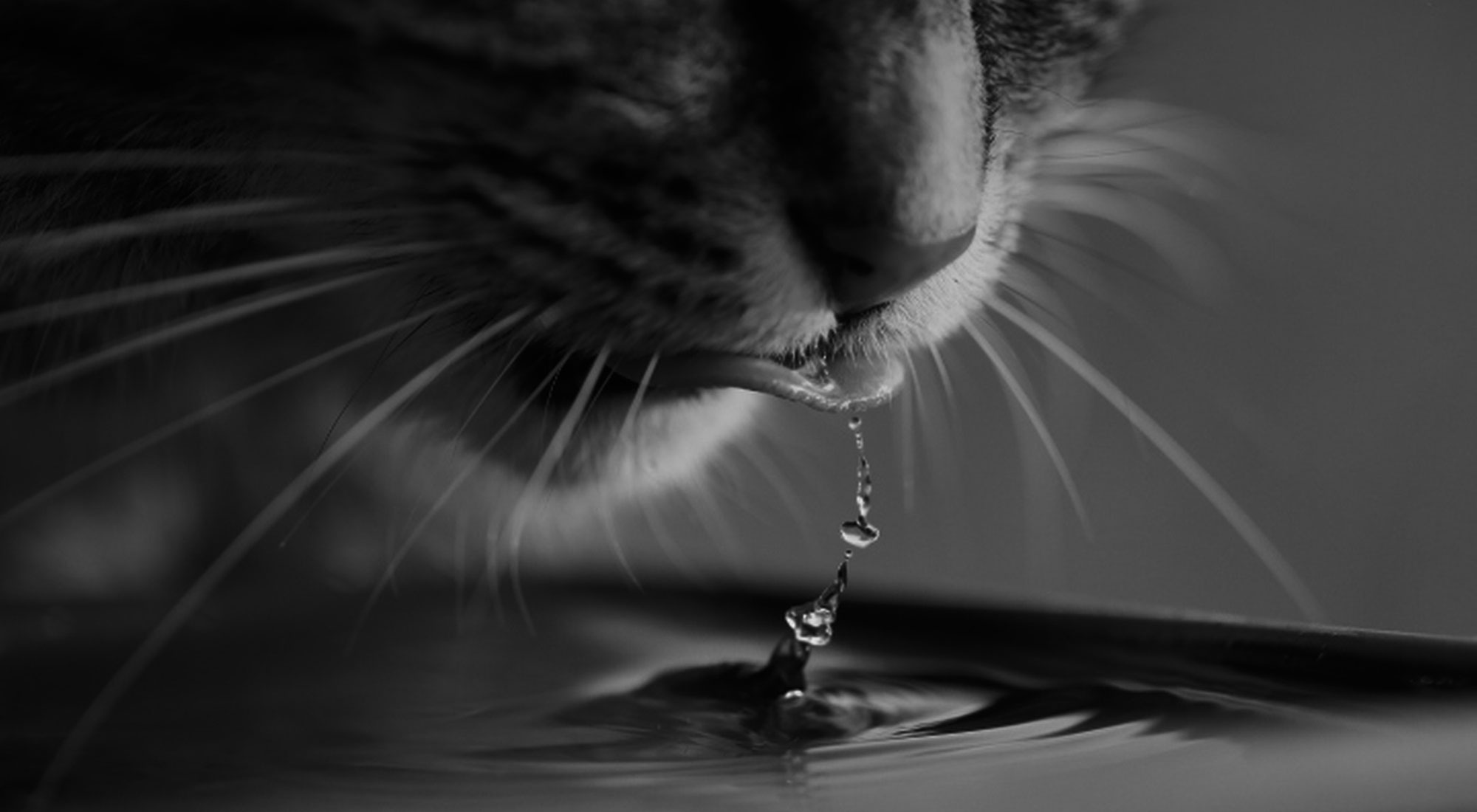 Natvoer in de zomer: de perfecte hydratatieoplossing voor honden en katten