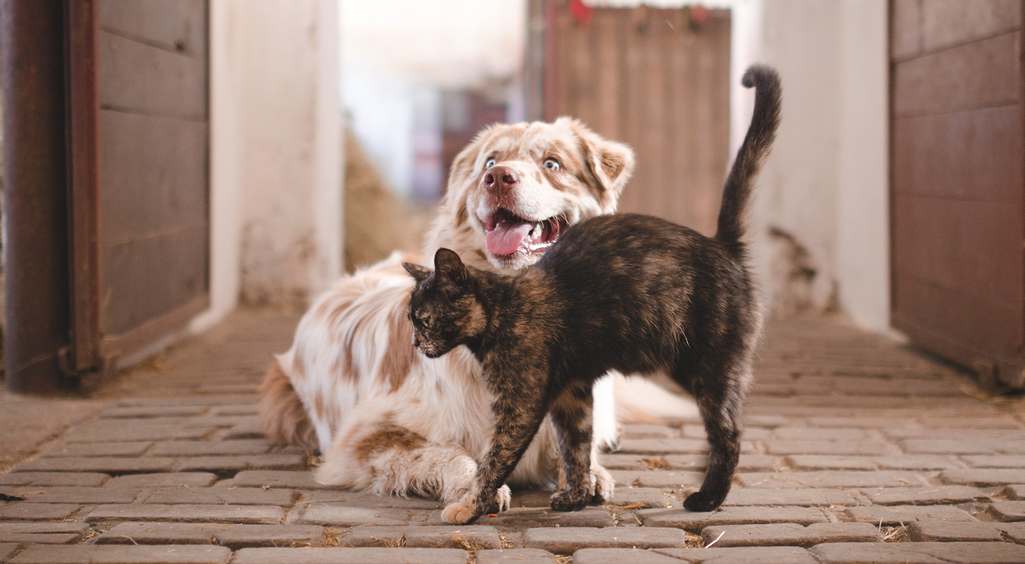 Ontwormen van honden en katten